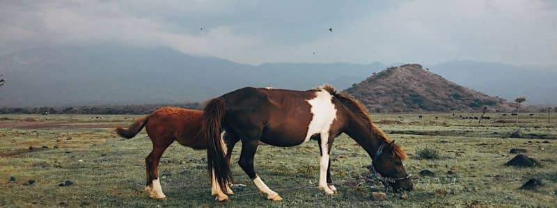 savana tianyar bali