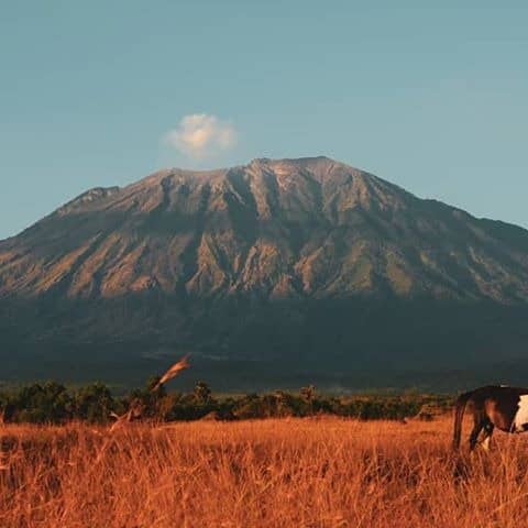 savana tianyar bali