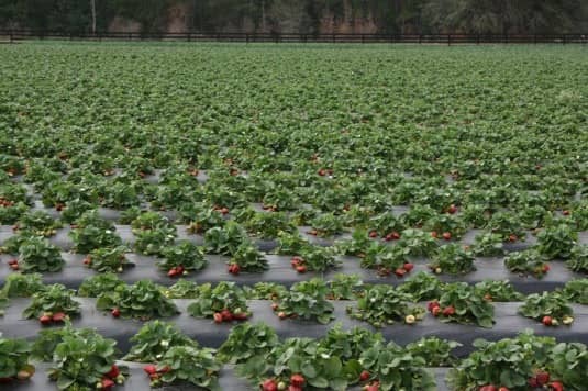 kebun strawberry kalisat