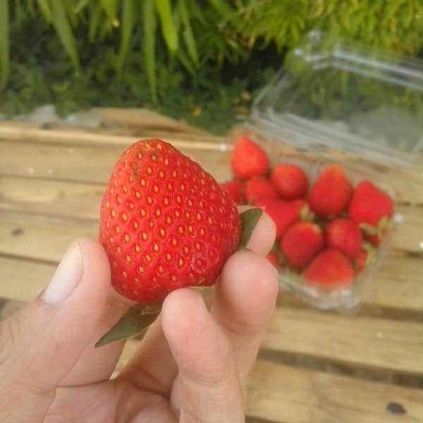 kebun strawberry kalisat