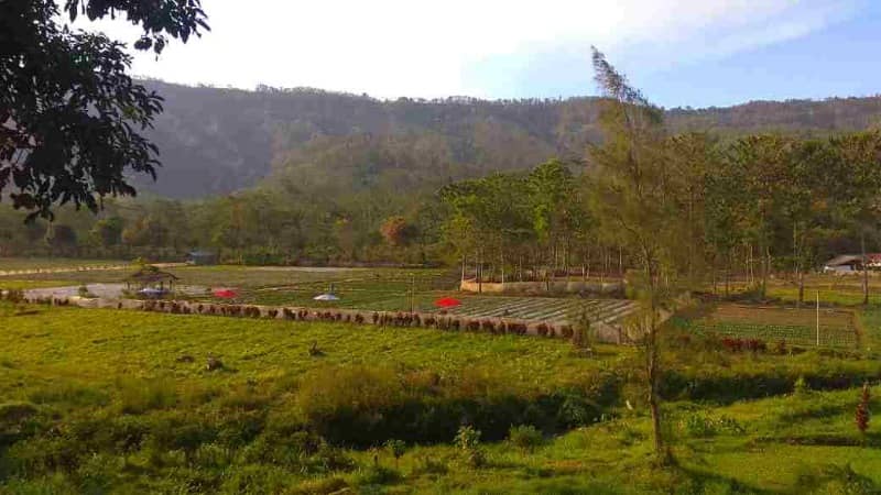 kebun strawberry kalisat