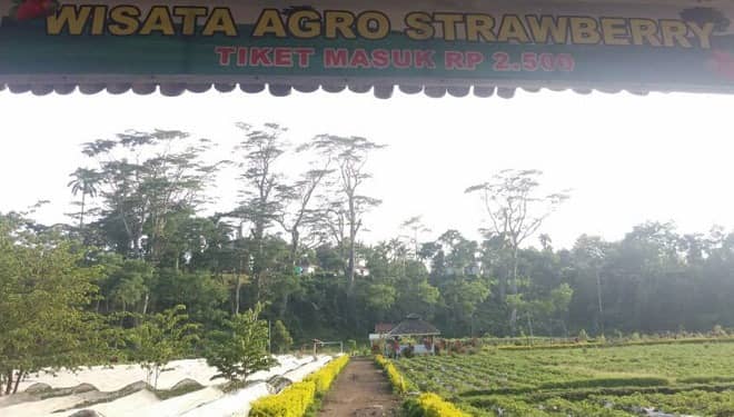 kebun strawberry kalisat