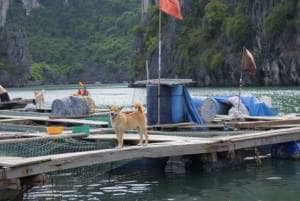 halong bay cruises